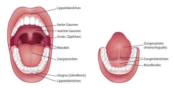 Lippen- / Zungenbändchenentfernung